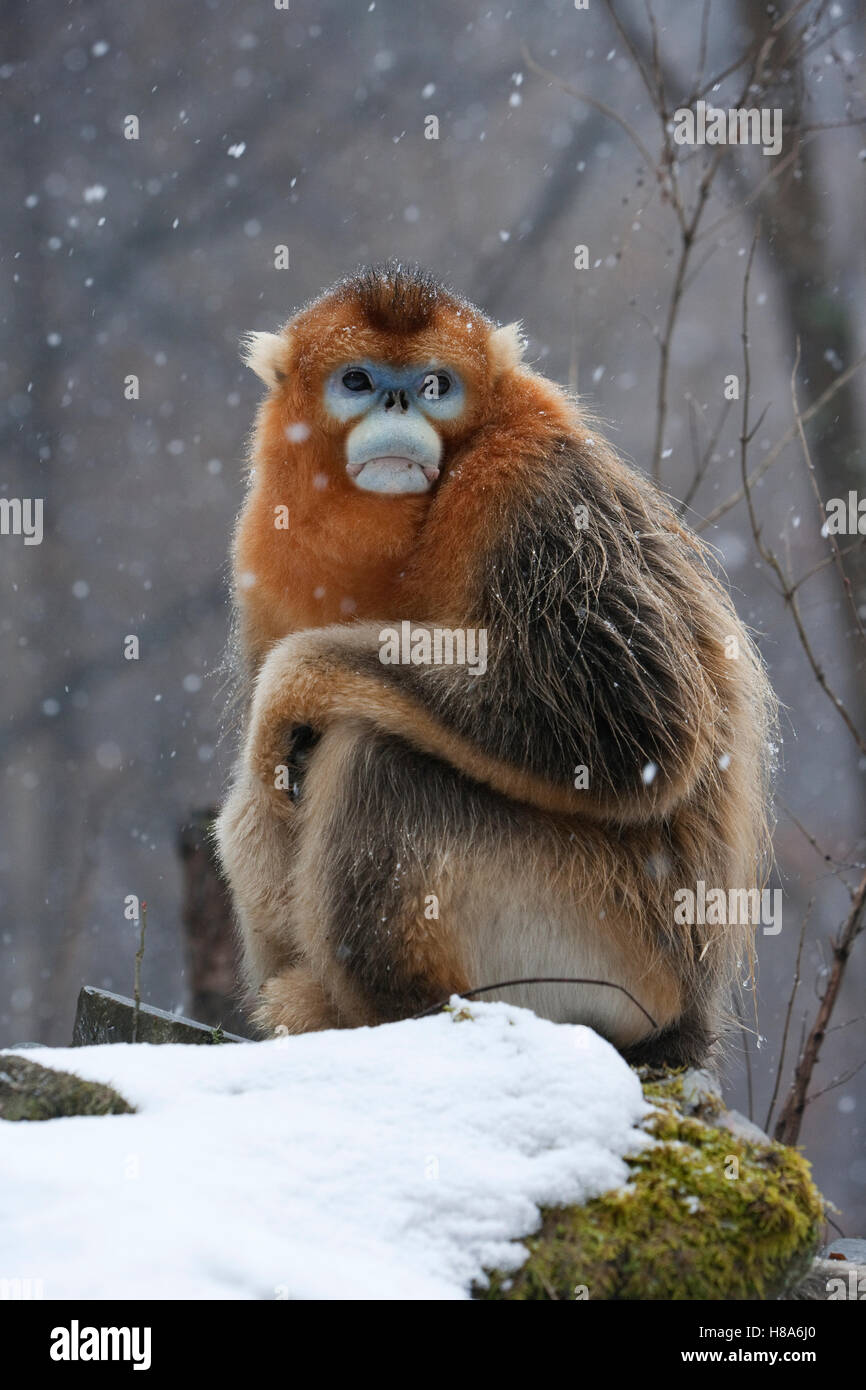Golden Snub nosed Monkey Rhinopithecus Roxellana Male In The Snow 