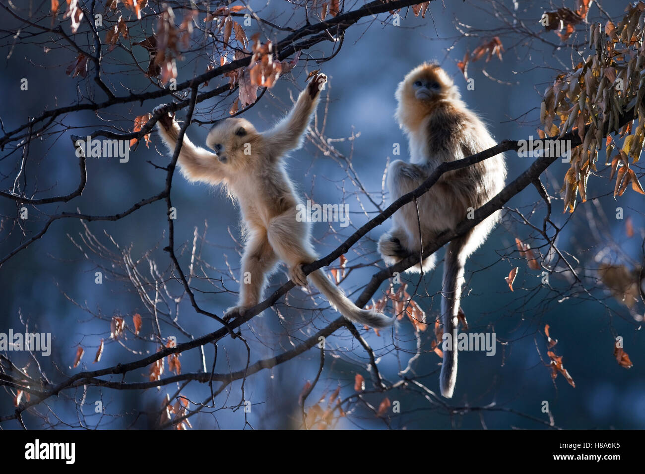 Golden Snub-nosed Monkey (Rhinopithecus roxellana) female with juvenile ...