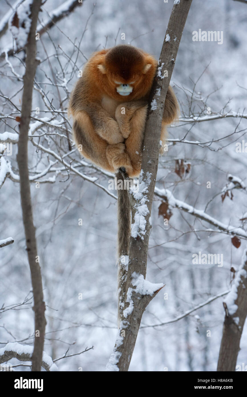 Golden Snub nosed Monkey Rhinopithecus Roxellana Male In Snow covered 