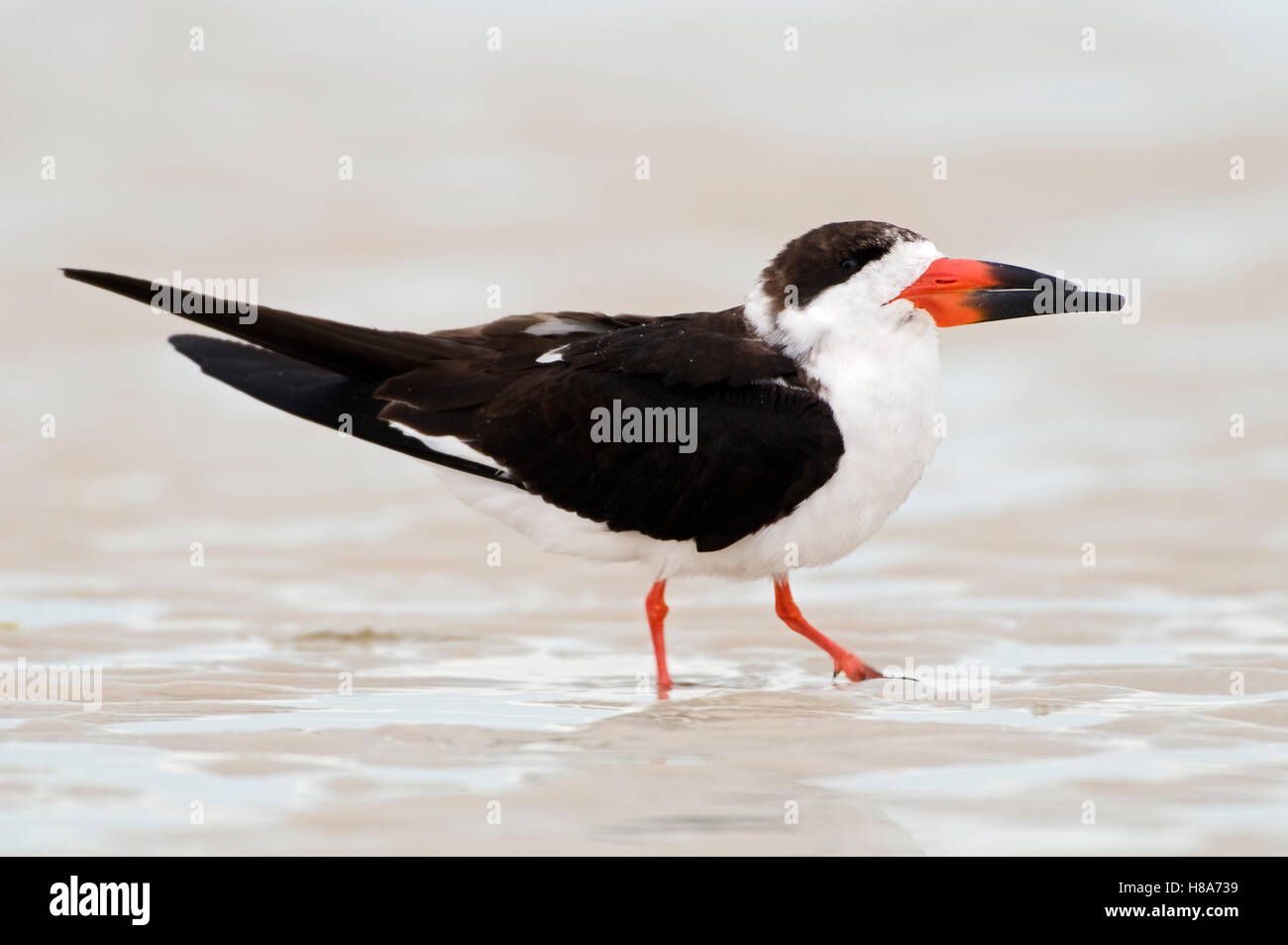 Black Skimmer (Rynchops niger) on the beach, Florida Stock Photo Alamy