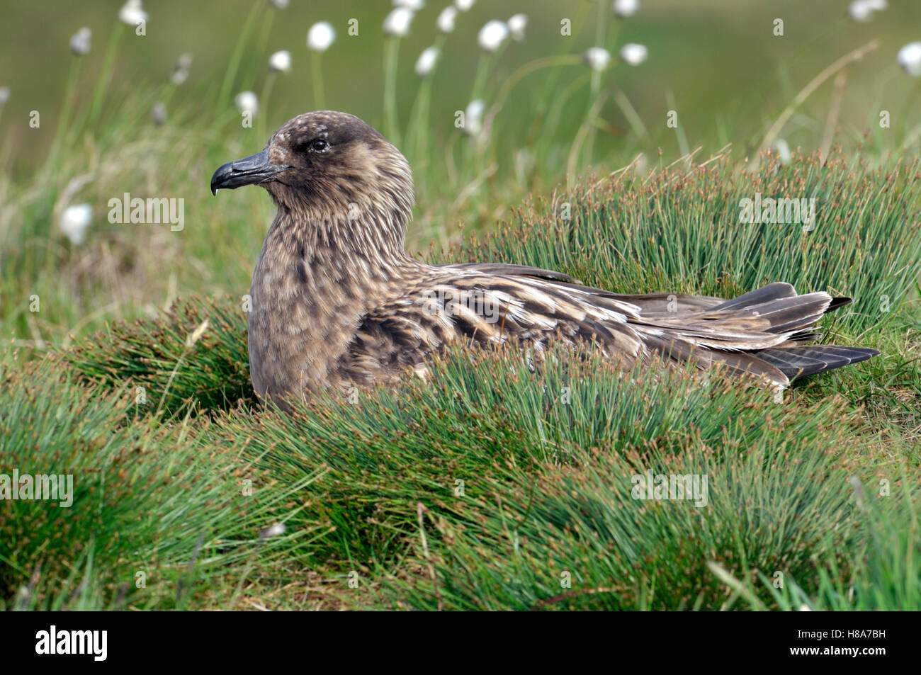 Great Skua (Catharacta skua) resting amidst Cottongrass (Eriophorum ...