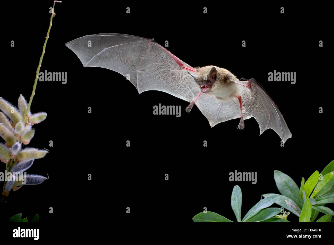 Little Brown Bat (Myotis lucifugus) flying over lupine streamside ...