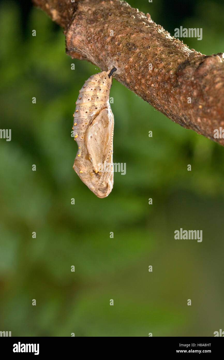 Painted Lady (Vanessa cardui) butterfly showing caterpillar after