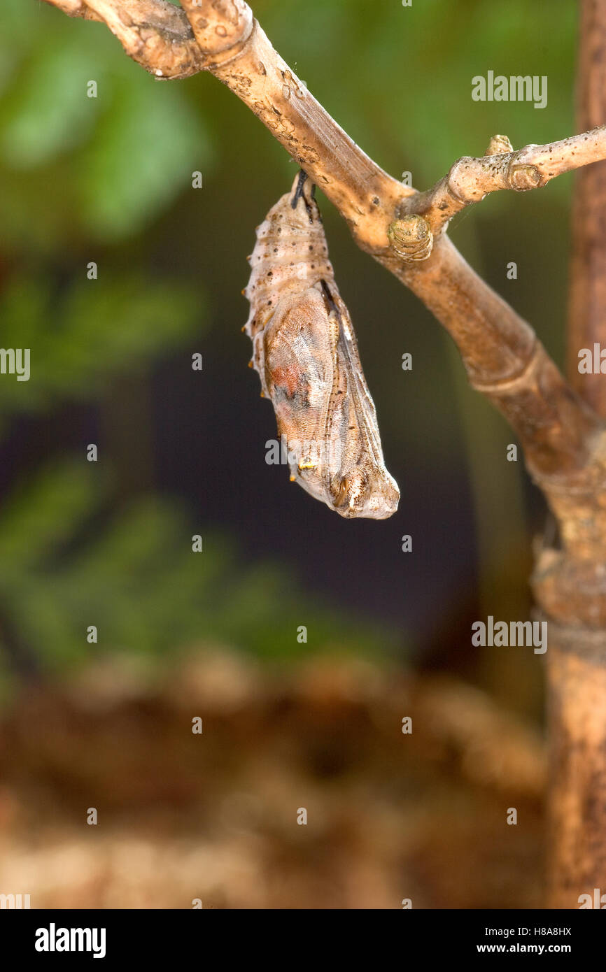 Painted Lady (Vanessa cardui) butterfly showing caterpillar after