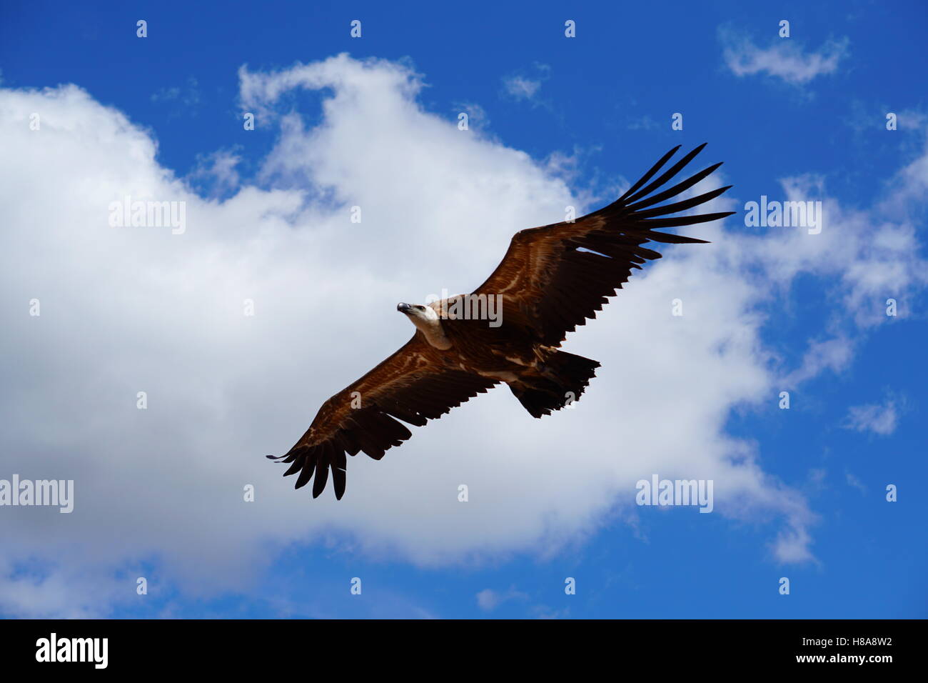 Flying Vulture Stock Photo