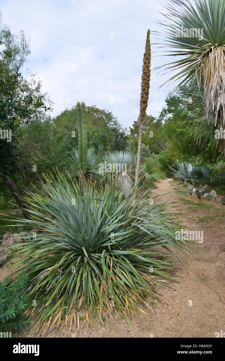 Cactus at a Botanical gardens in Texas Stock Photo Alamy