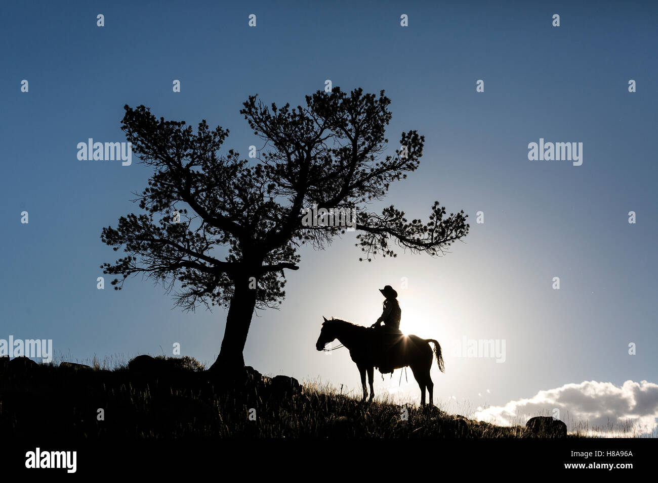 WY0111300...WYOMING Bryce Street ridding horseback near Dubois. (MR