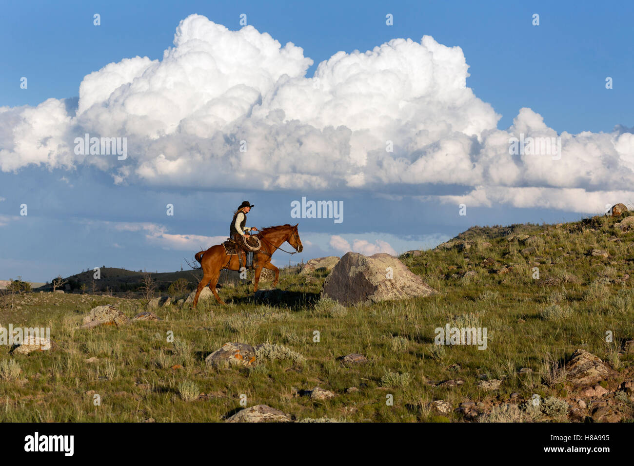 Usa wyoming cowboy cowgirl riding hires stock photography and images