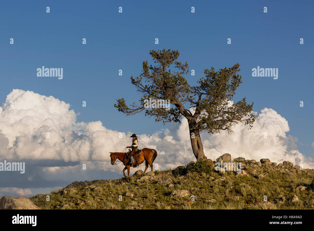 WY0112300...WYOMING WYOMING Bryce Street ridding horseback near