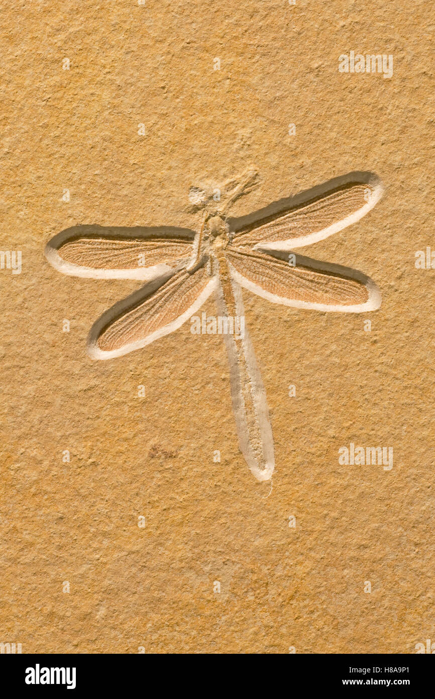 Dragonfly (Tarsophlebia eximia) fossil, about 150 million years old