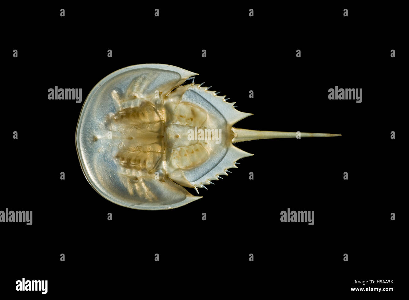 Horseshoe Crab (Limulus polyphemus) juvenile shortly before molting