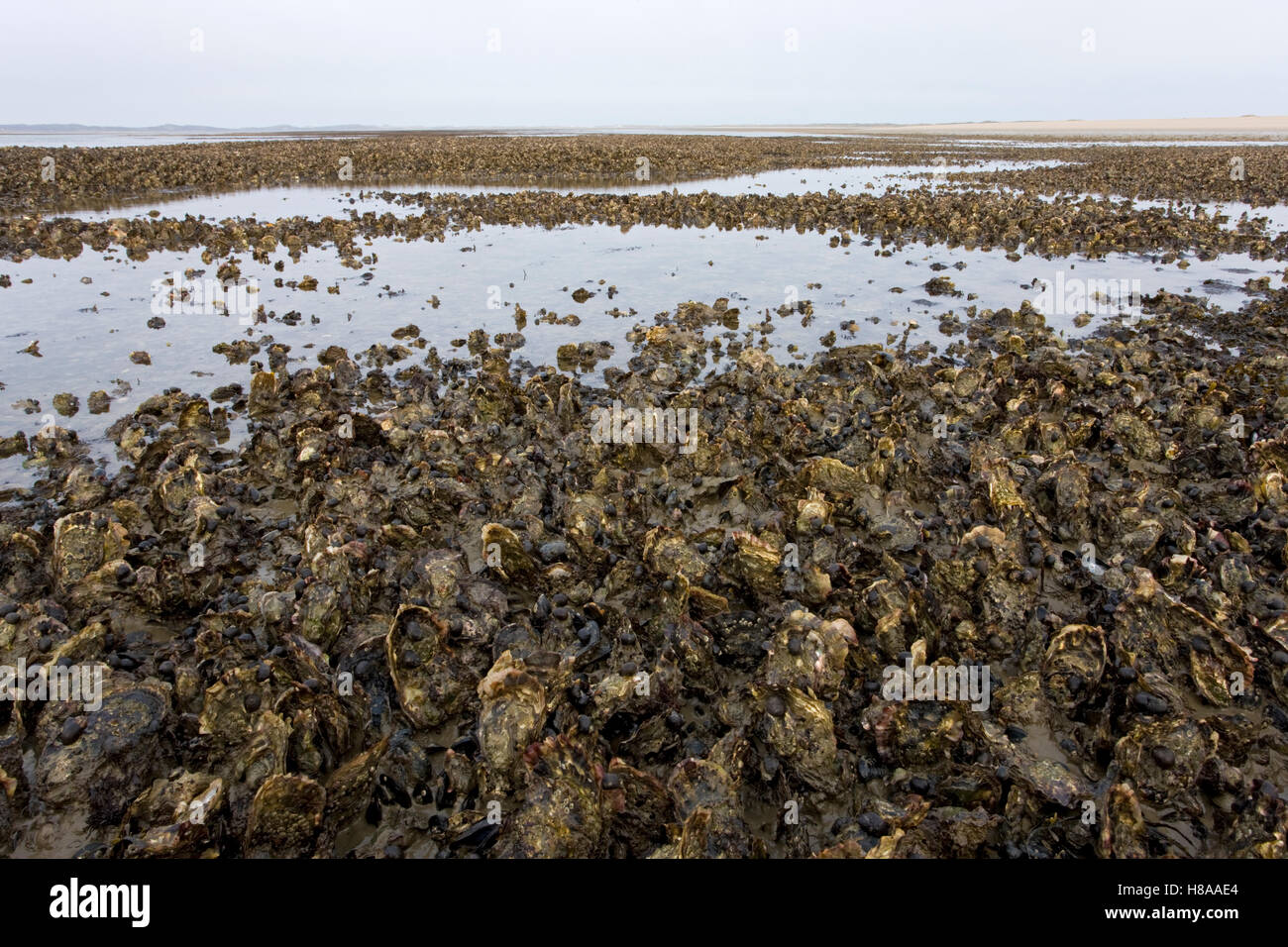 Giant Pacific Oyster (Crassostrea gigas) colony, invasive species ...