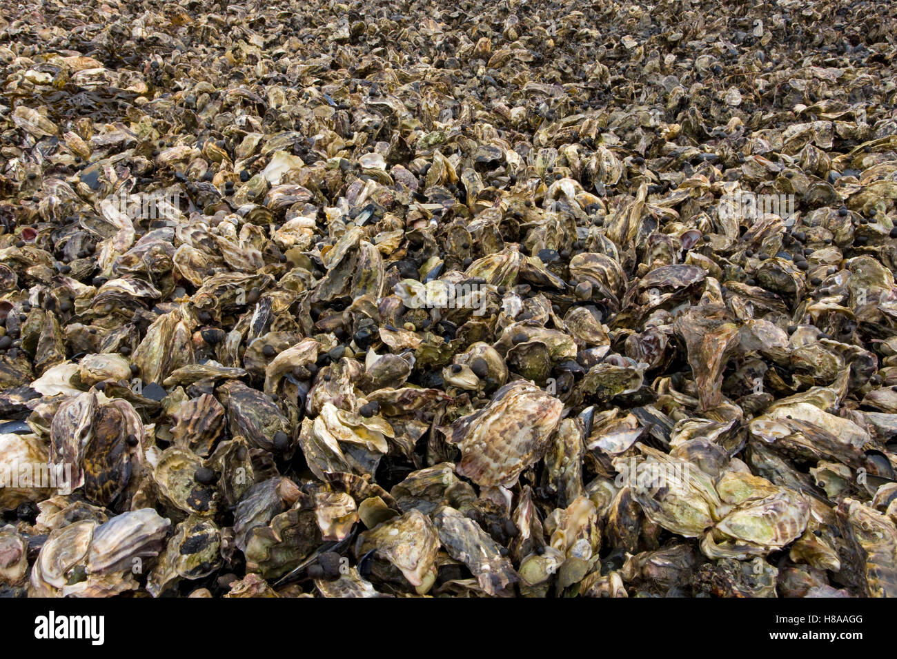 Giant Pacific Oyster (Crassostrea gigas) colony, invasive species oppresses local Mussel (Mytilus edulis), Sylt Island, North Stock Photo