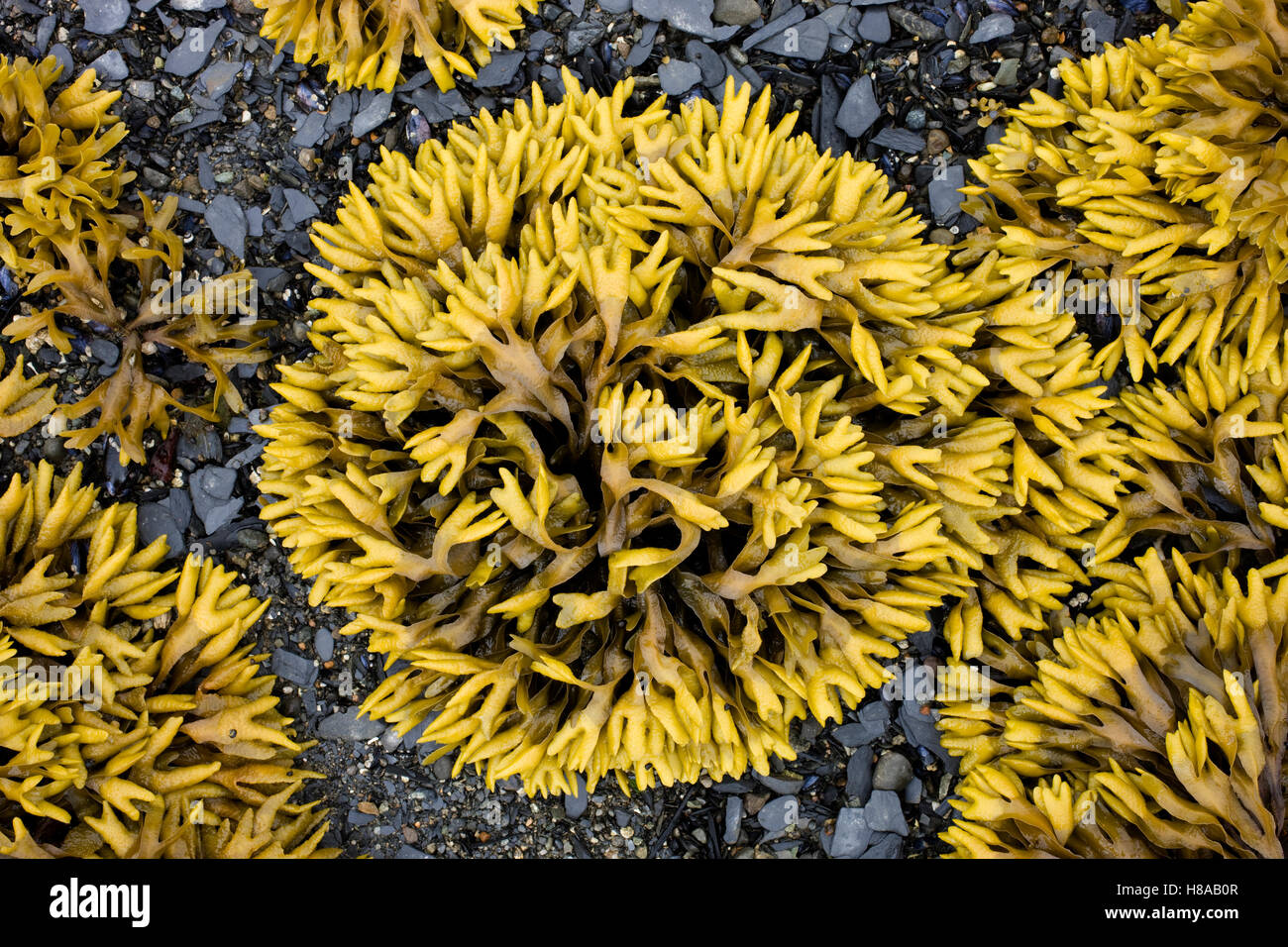 Seaweed at low tide, Juneau, Alaska Stock Photo Alamy