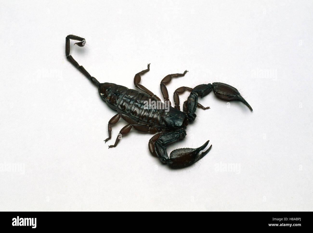 Flat Rock Scorpion (Hadogenes troglodytes) dorsal view Stock Photo