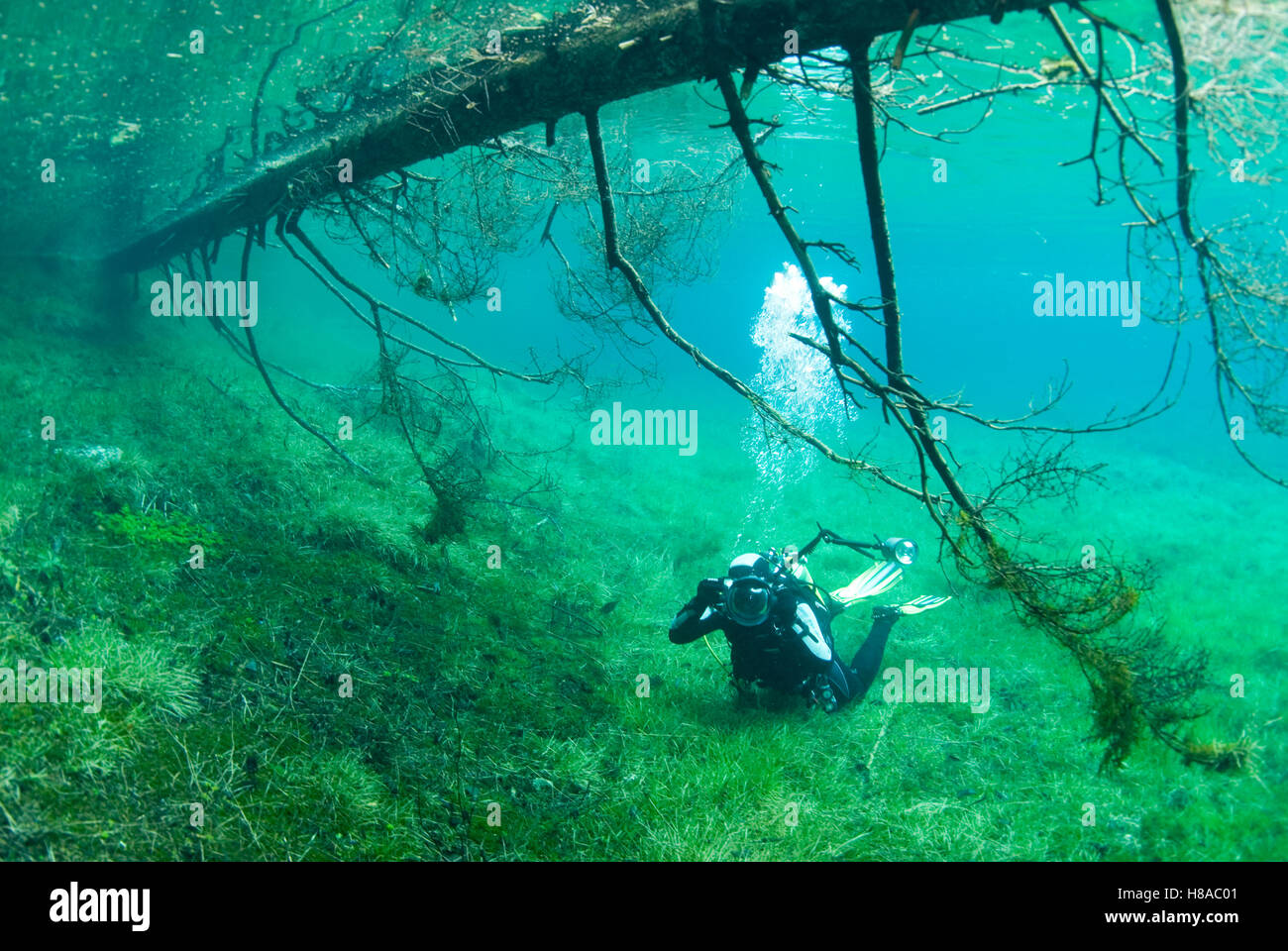 Diving in the Gruener See green lake in Tragoess, Steiermark, Oesterreich Stock Photo