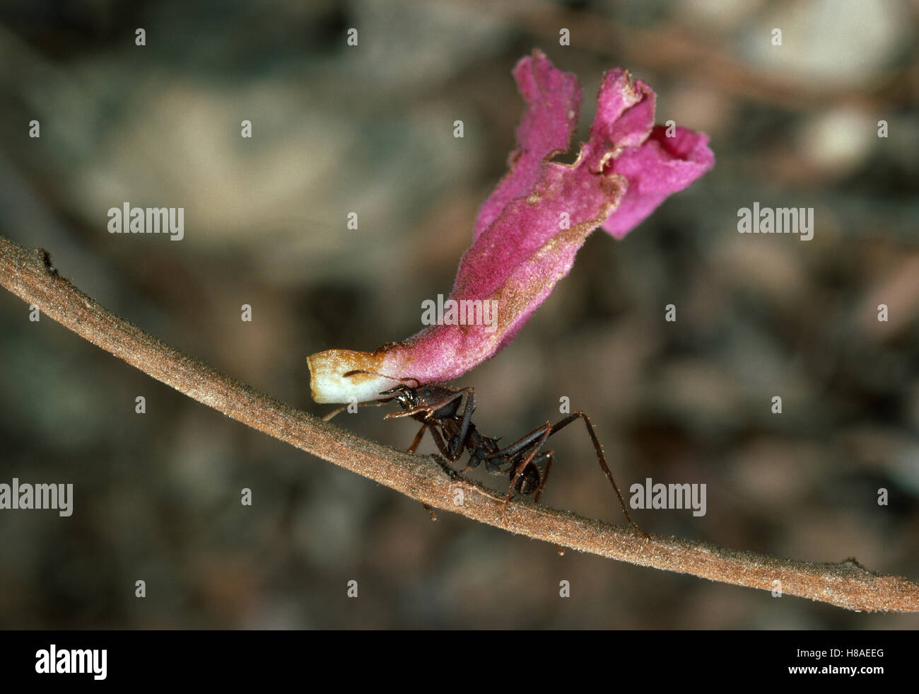 Leafcutter Ant (Atta sp) carrying flower to nest to cultivate fungus ...