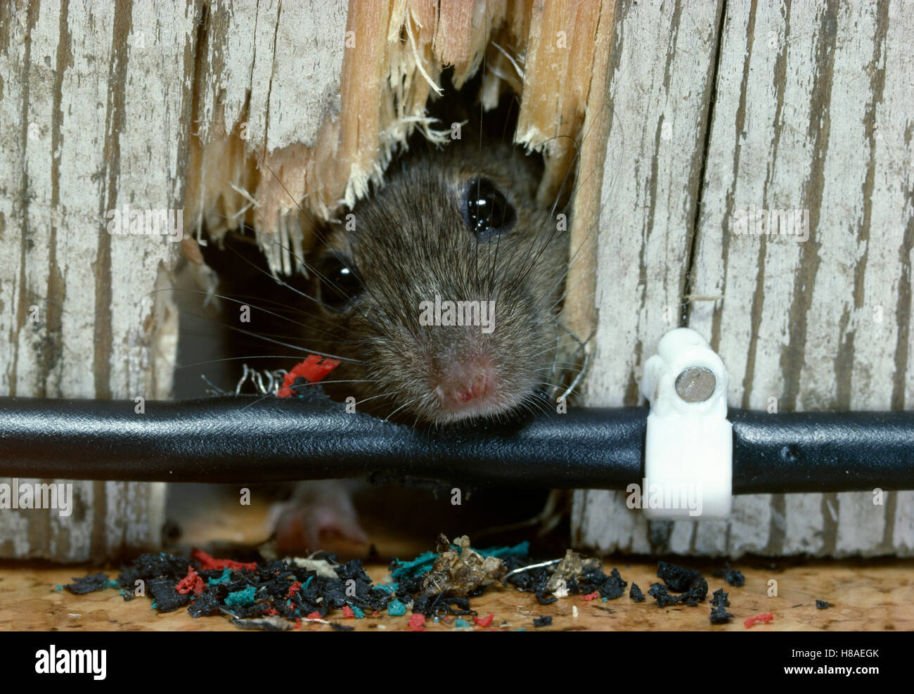 House Mouse (Mus musculus) chewing at electrical wire Stock Photo Alamy