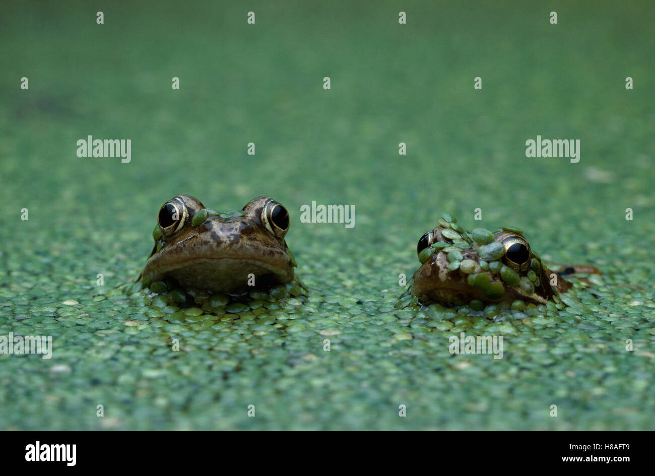 Common Frog (Rana temporaria) pair in duckweed Stock Photo Alamy