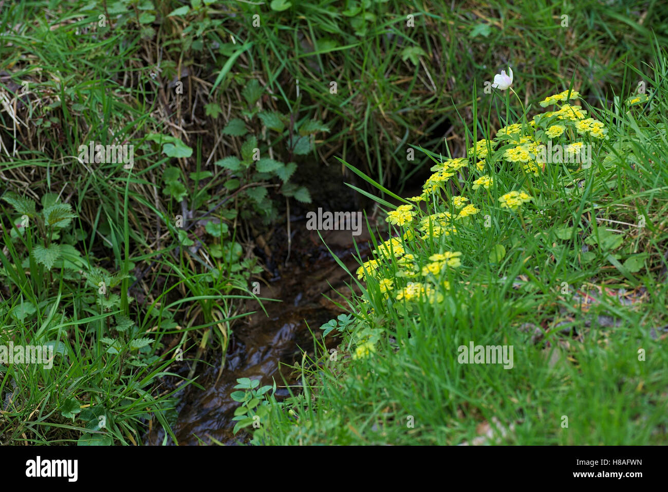 Alternate leaved golden saxifrage (Chrysosplenium alternifolium) at a stream. Stock Photo