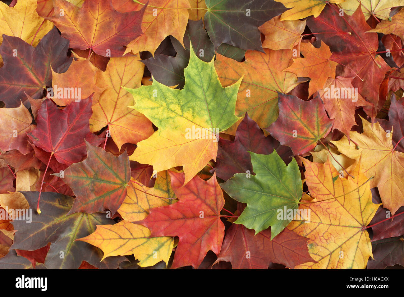 Autumn background - dried  yellow, green, orange, purple and red maple leaves Stock Photo