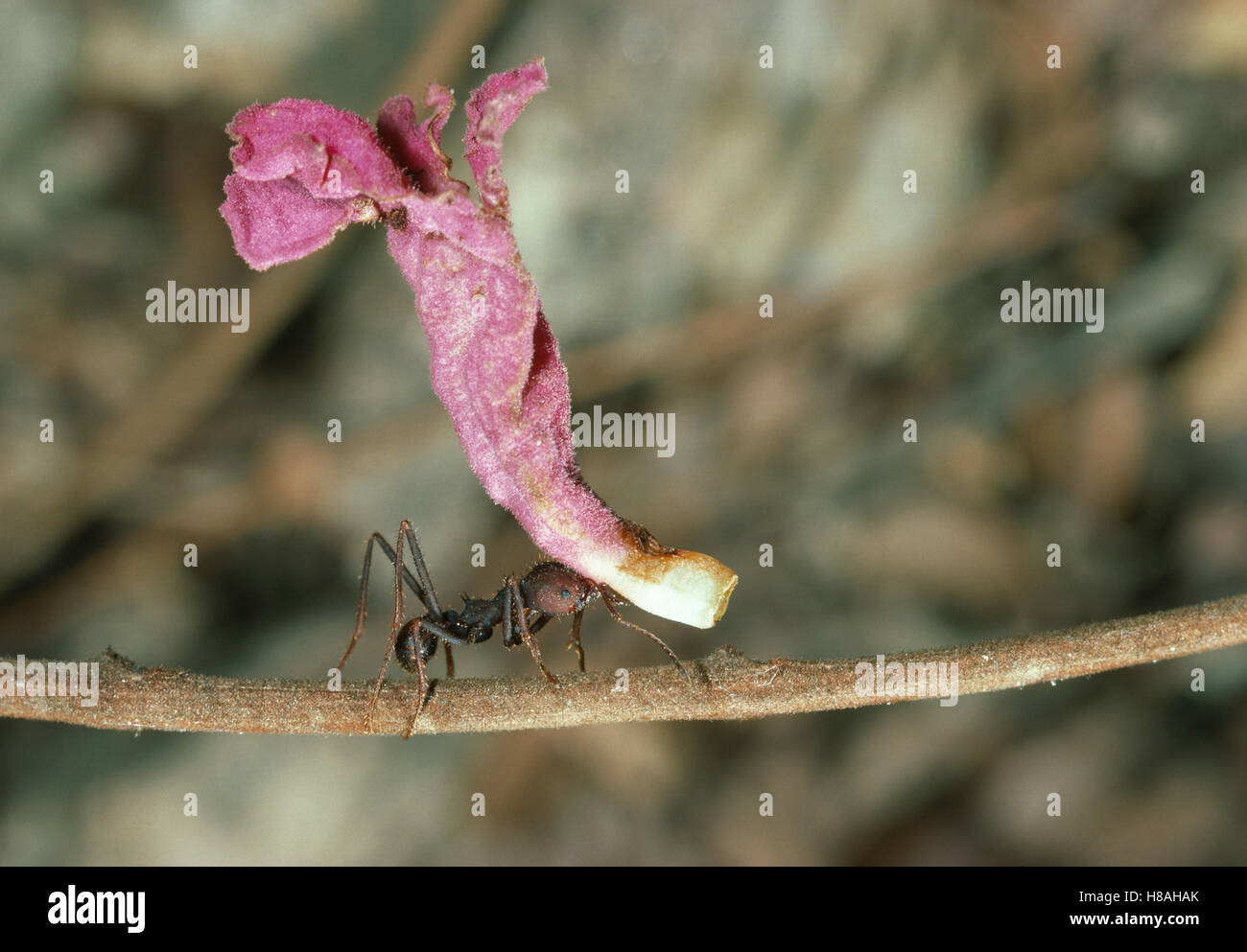 Leafcutter Ant (Atta sp) carrying flower to nest Stock Photo - Alamy