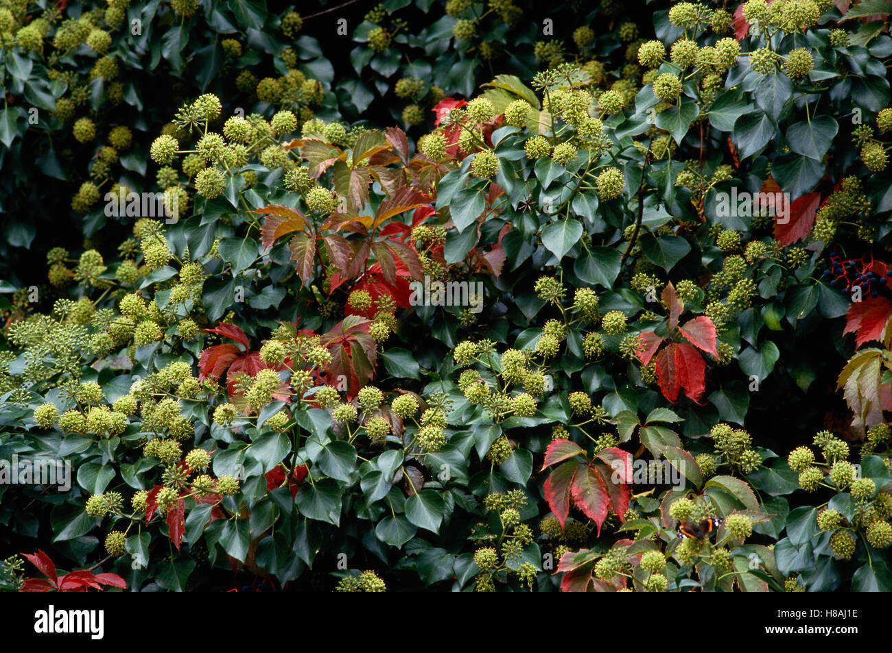 English Ivy (Hedera helix) flowering Stock Photo Alamy