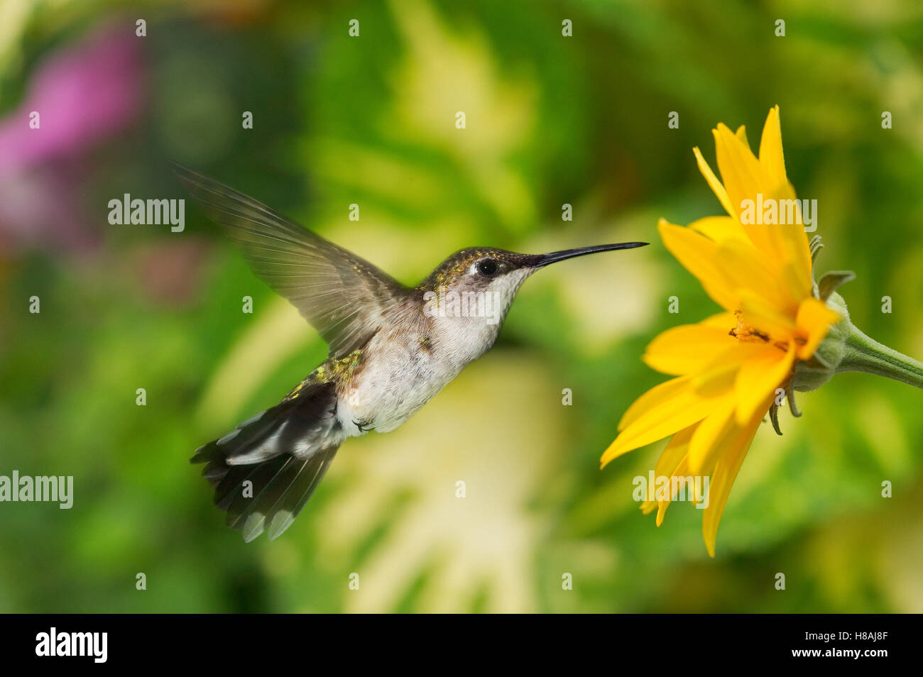 hummingbird feeding from flower Stock Photo Biology Diagrams