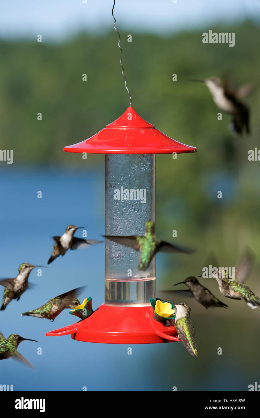 Many hummingbird at hummingbird feeder Stock Photo Alamy