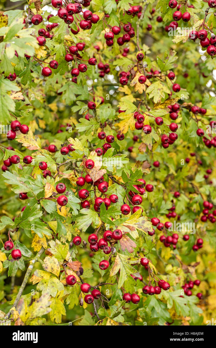 Hawthorn berry uk hires stock photography and images Alamy