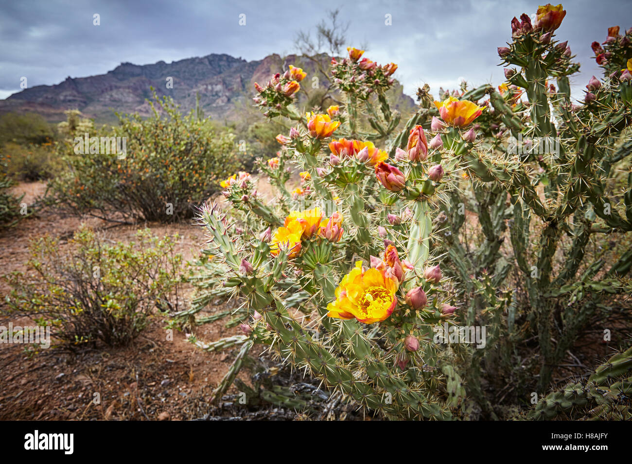 Wildflowers in the superstition wilderness Stock Photo