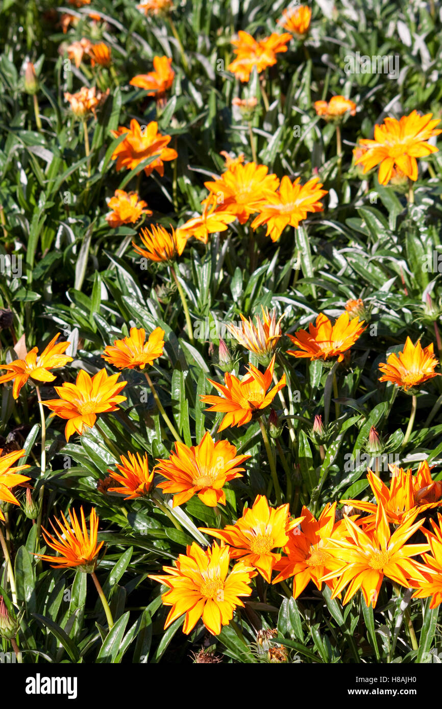 Gazania flower (Gazania linearis ) Stock Photo
