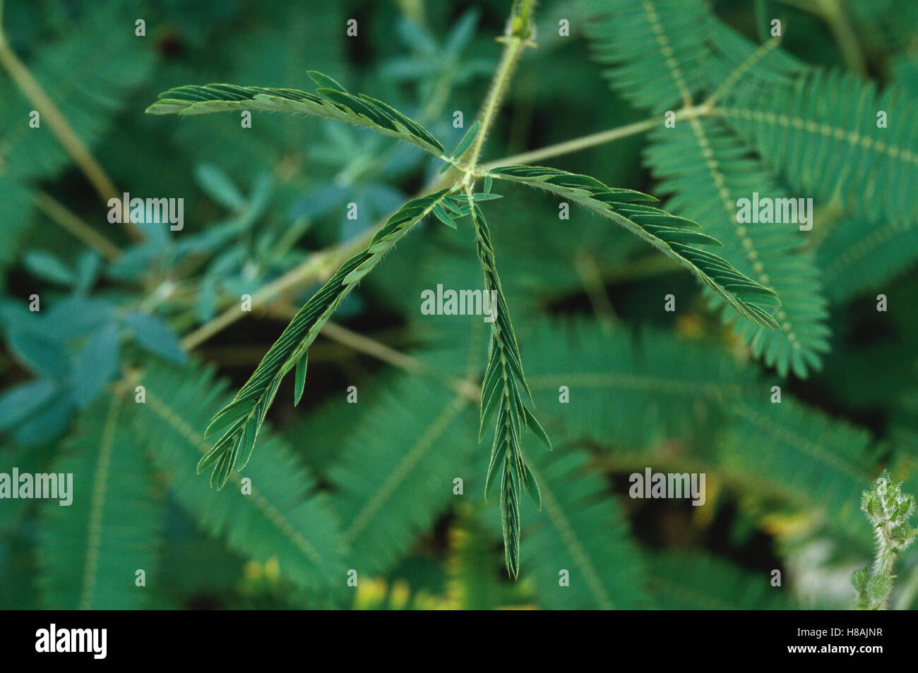 Sensitive Mimosa (Mimosa pudica) collapsed, example of thigmotropism