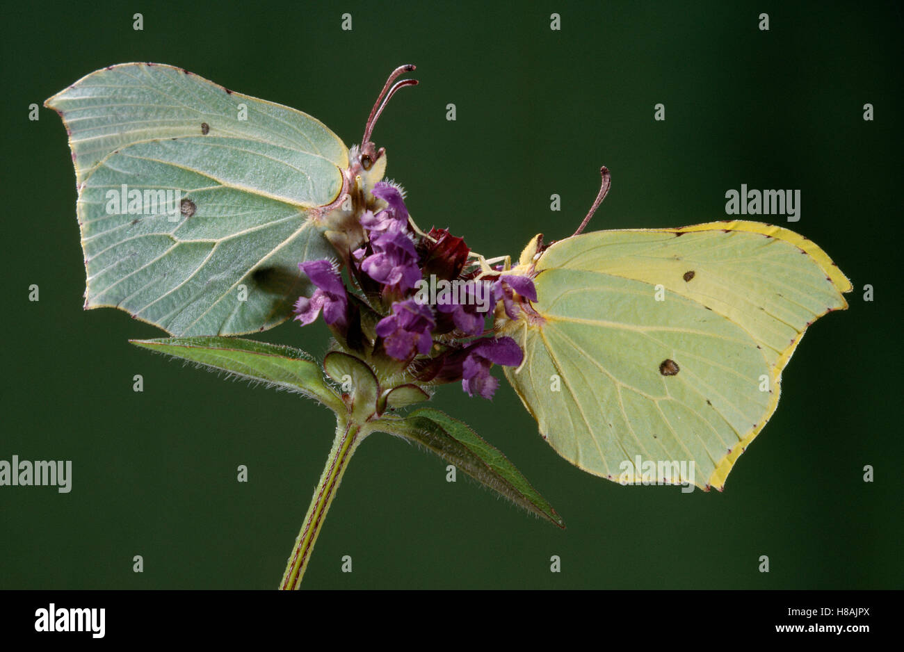 Brimstone (Gonepteryx rhamni) pair, female left, male right Stock Photo ...