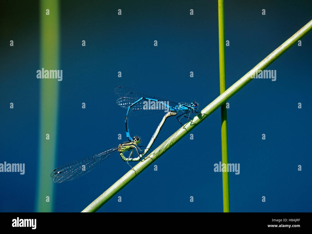 Azure Damselfly (Coenagrion puella) pair mating Stock Photo - Alamy
