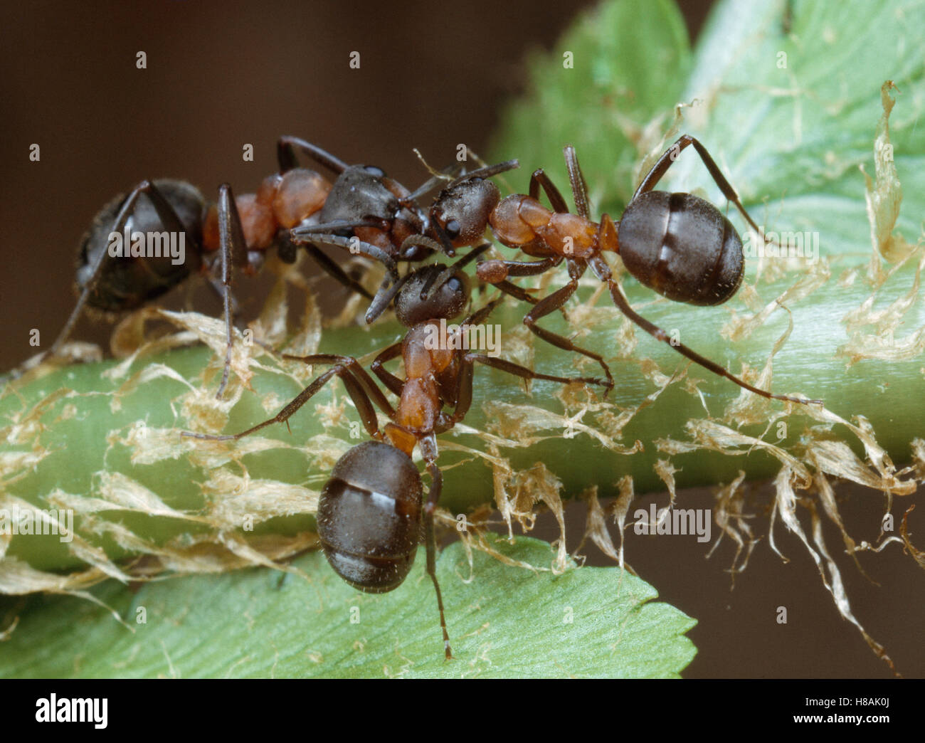 Red Wood Ants (Formica rufa) communicating by touching antennae Stock Photo Alamy