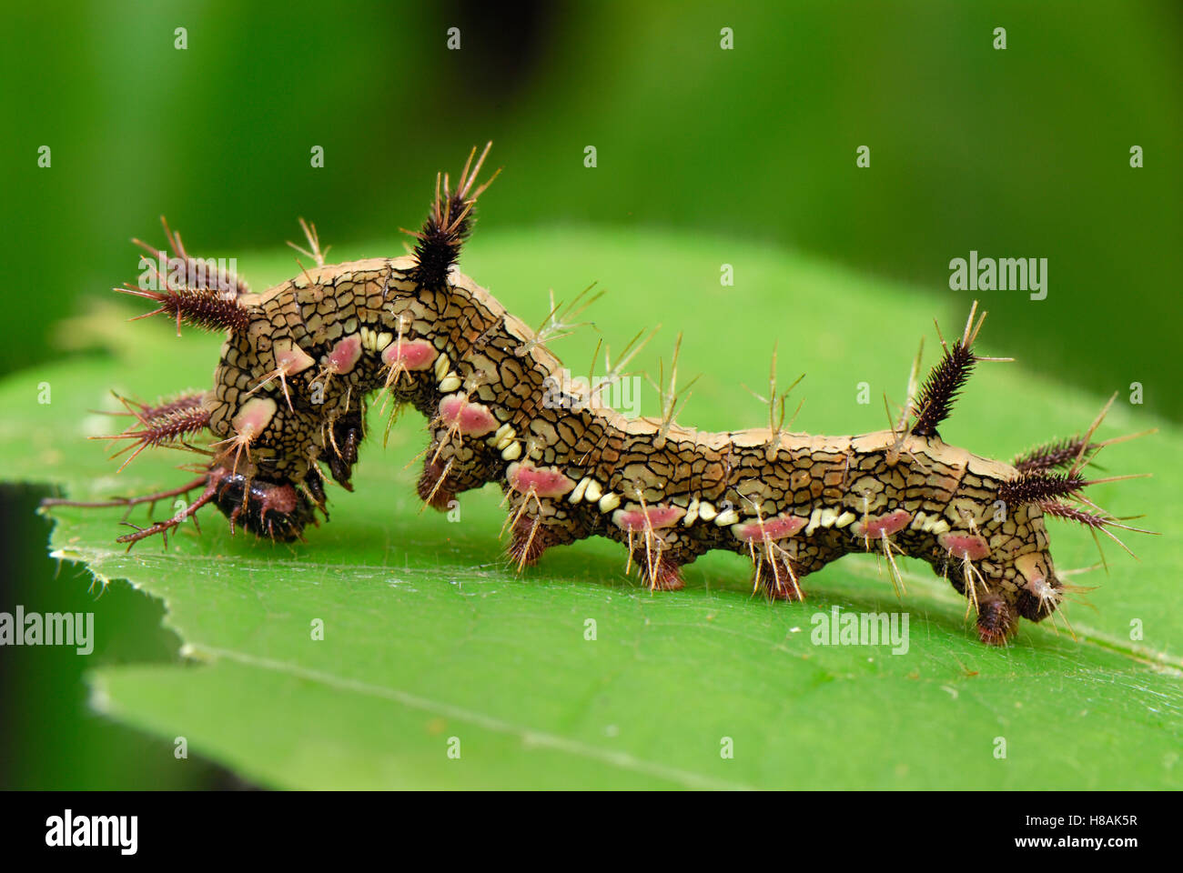Variable Cracker (Hamadryas feronia) caterpillar in defensive posture, Colombia Stock Photo