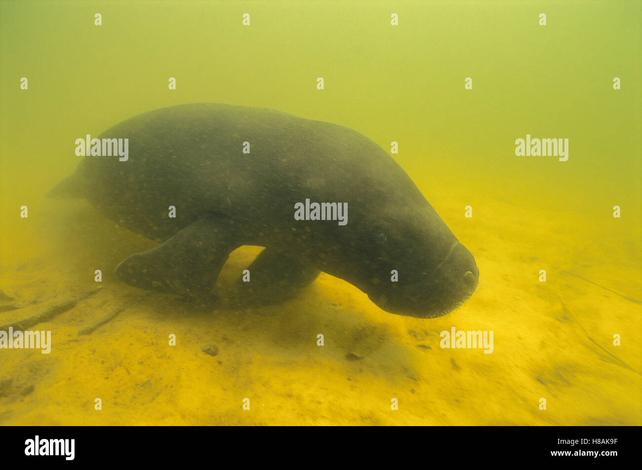 Amazonian Manatee (Trichechus inunguis) underwater in Tapajos River