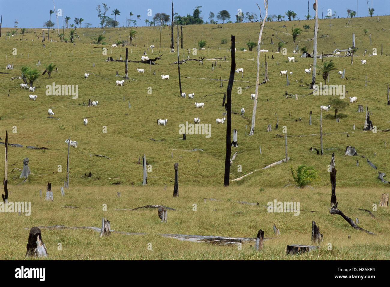 Large area of amazon forest cleared for cattle farming, Rondonia ...