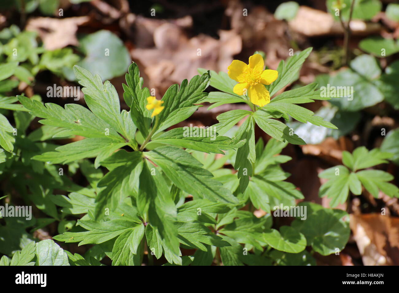 Yellow wood anemone (Anemone ranunculoides) in a forest. Stock Photo