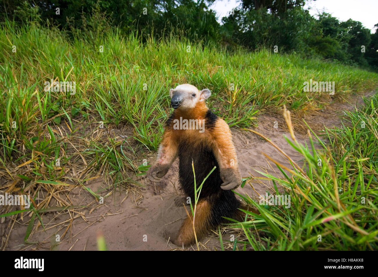 ANTEATER T-Pose! in Costa Rica 🐜 #shorts Tamandua 