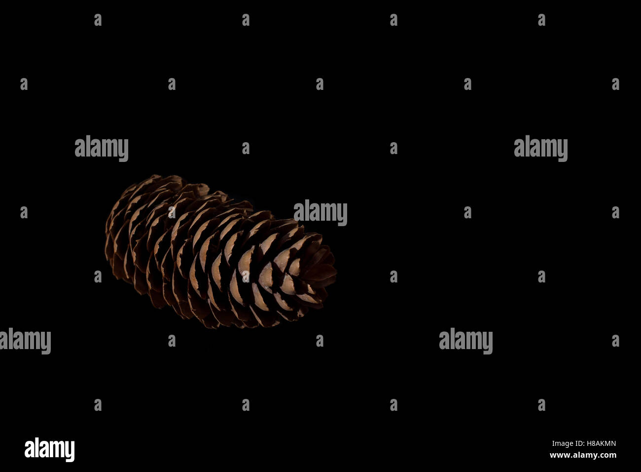 Pine cone seeds hi-res stock photography and images - Alamy