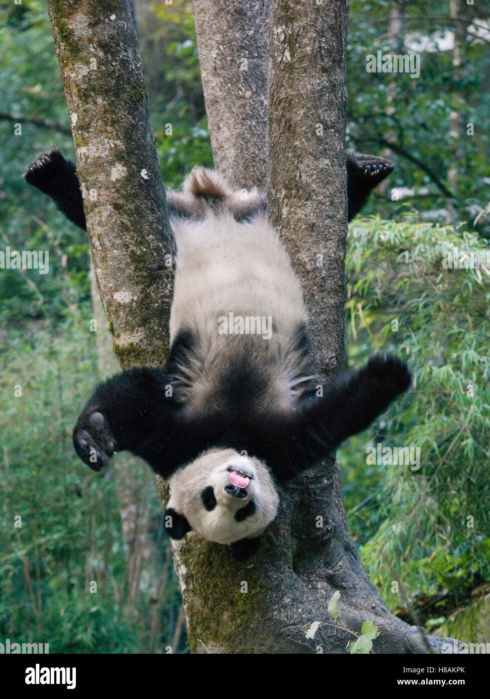 Giant Panda (Ailuropoda melanoleuca) cub playing in a tree, China Stock ...