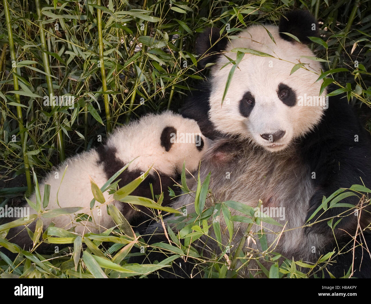 Giant Panda (Ailuropoda melanoleuca) nursing her cub in bamboo forest ...