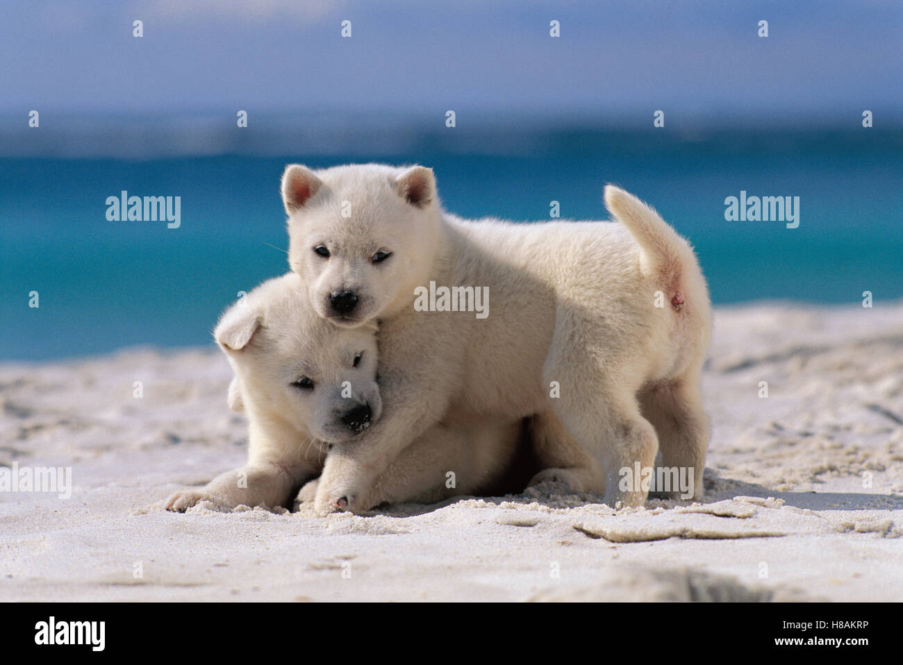 Kishu Inu (Canis familiaris) puppies playing in the sand Stock Photo ...