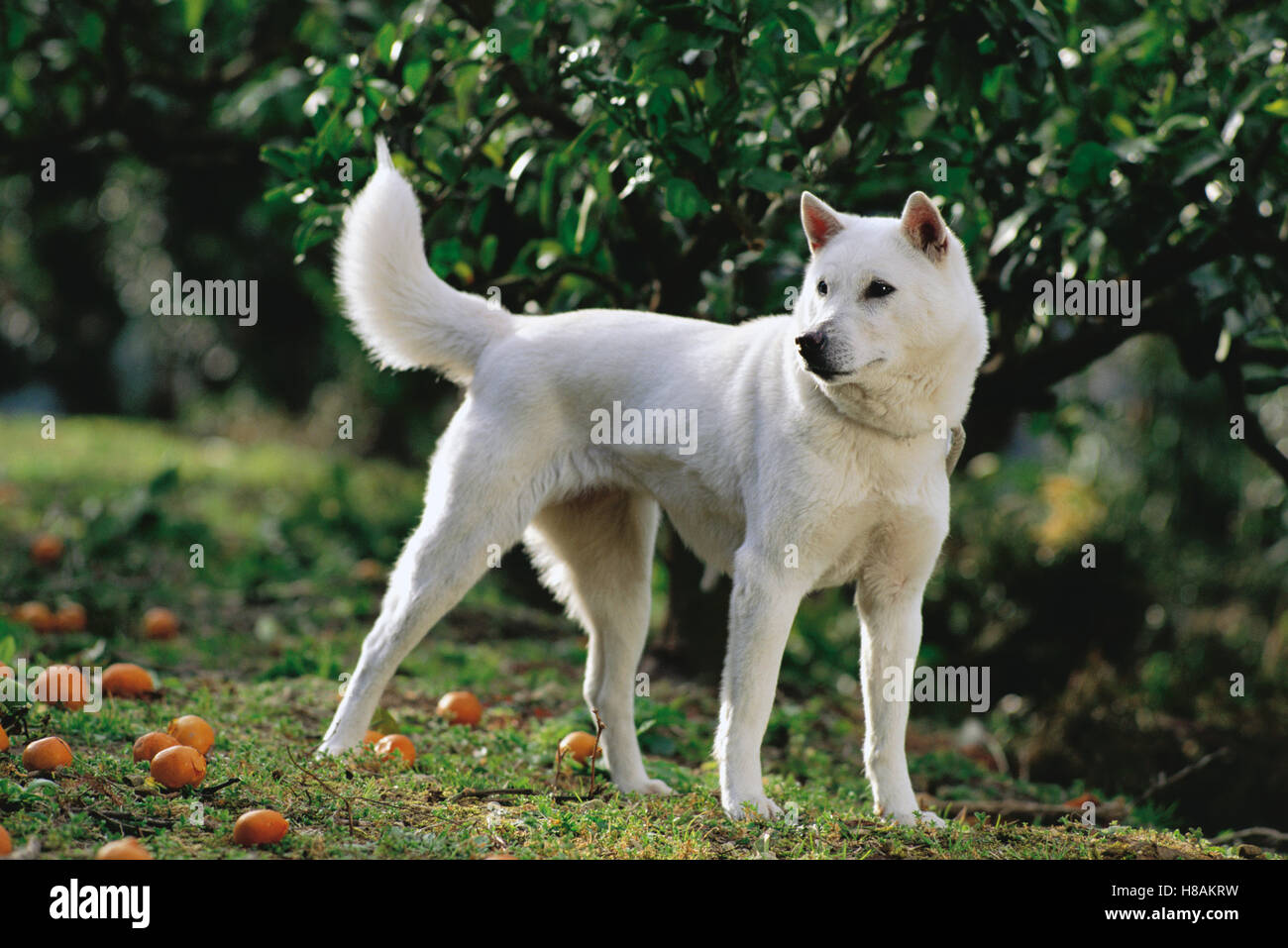 Kishu Inu (Canis familiaris Stock Photo Alamy