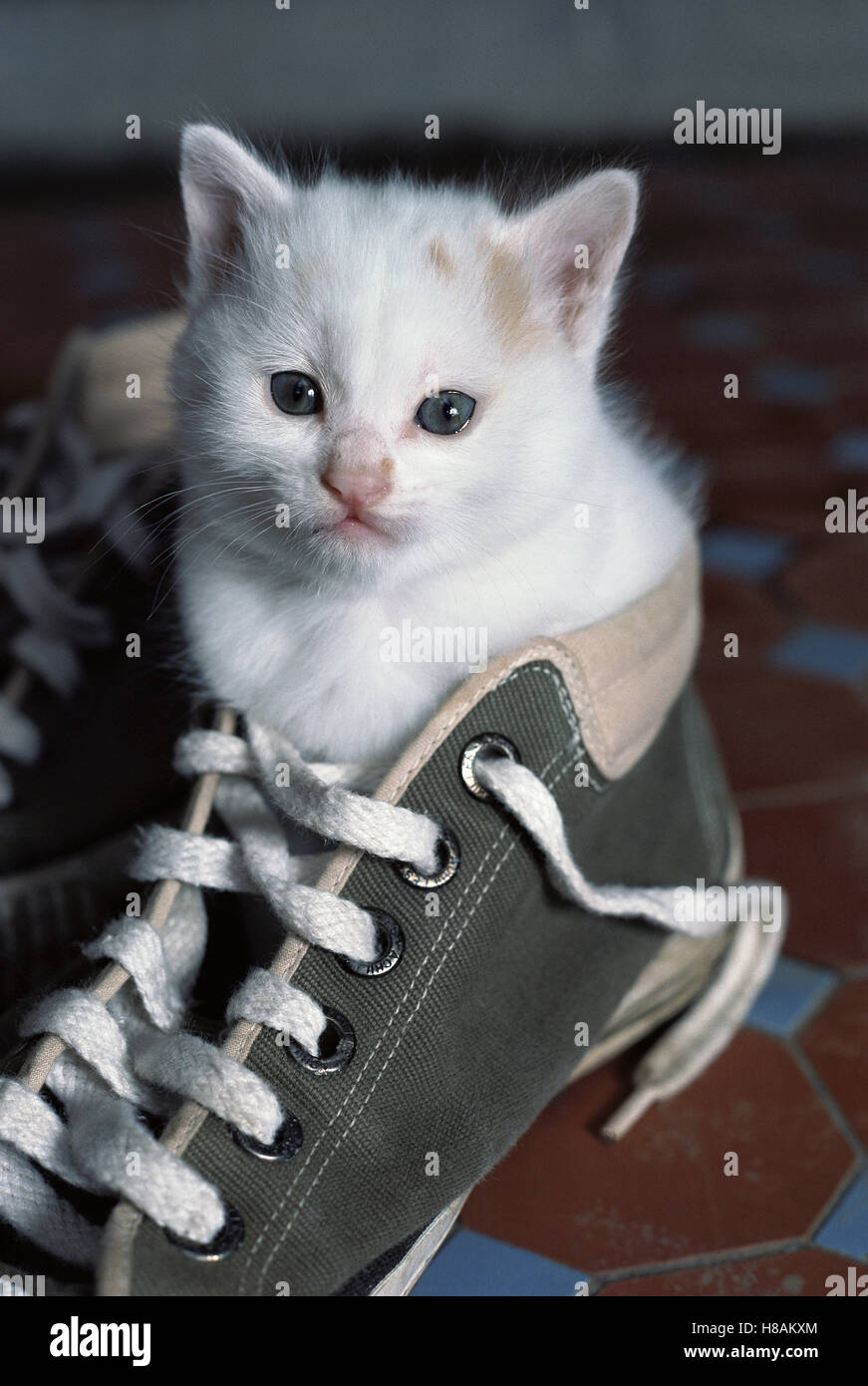 Converse cat new arrivals