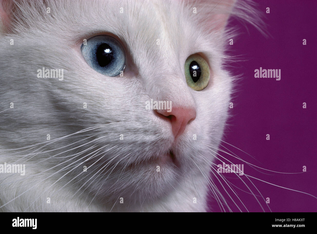 Domestic Cat (Felis catus) white adult cat with one blue eye and one