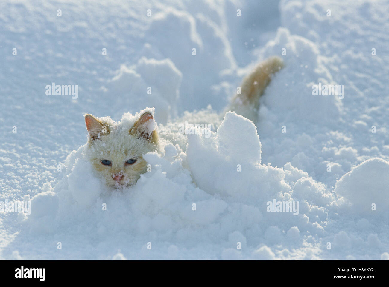 Котенок зимой