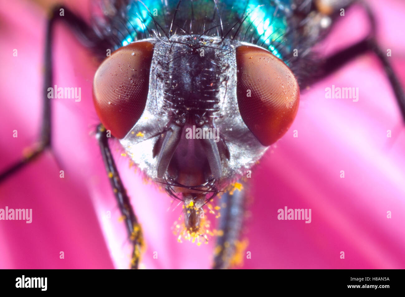 Greenbottle Fly (Lucilia caesar) showing compound eyes and pollen, Netherlands Stock Photo